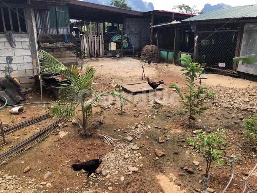 라오스,동남아,휴양지,자연,nature,land,plant,초목,식물,초록,나무,밭