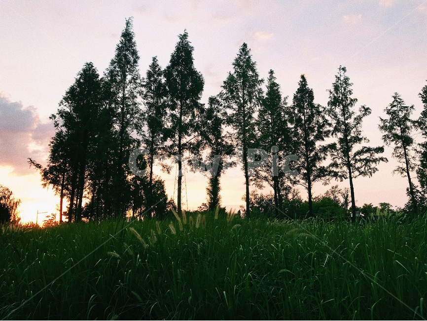 자연,나무,하늘,선유도공원,노을,자연,풍경,nature,landscape,tree,fir,전나무,plant,식물