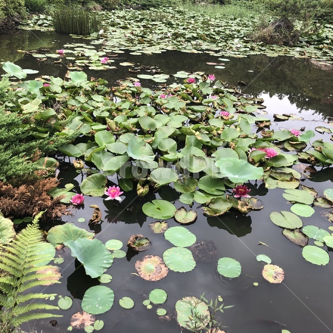 연못,연꽃,연잎,물,식물,water,outdoors,land,plant,땅,nature,자연