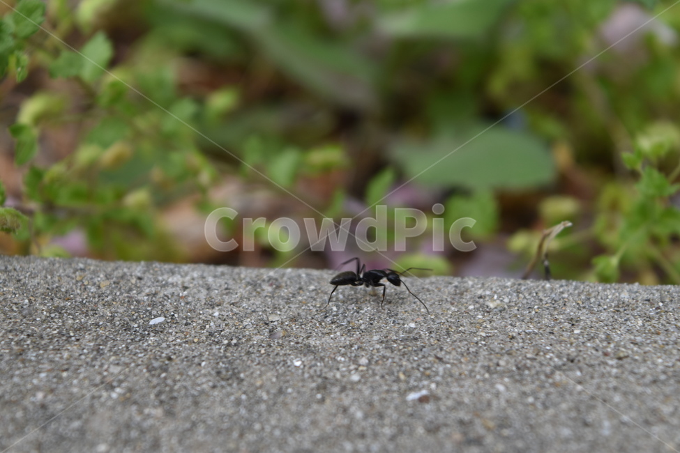 개미,봄,초록,감성,감성사진,꽃,풀,곤충,green,ant,spring,flower,grass,insect,black,gray,yellow,vivid,동물,animal,곤충,벌레,insect,bug