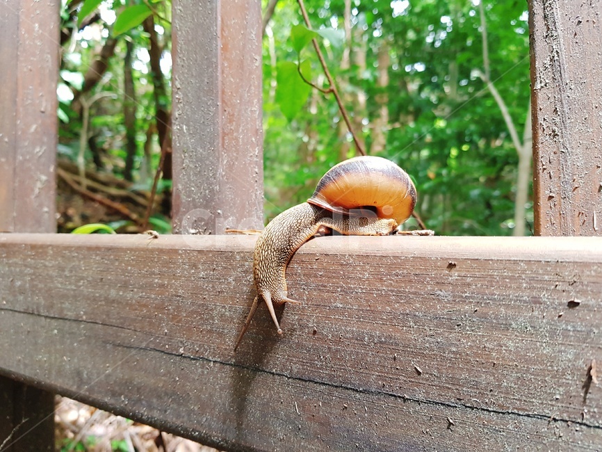 달팽이,곤충,snail,동물,animal,자연,동물,animal