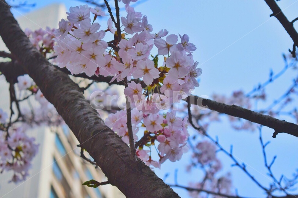 봄,꽃,벚꽃,봄꽃,나무,벚꽃나무,식물,flower,plant,blossom,감성적,봄냄새,배경화면,자연,감성,식물,자연,plants,nature,꽃,flower
