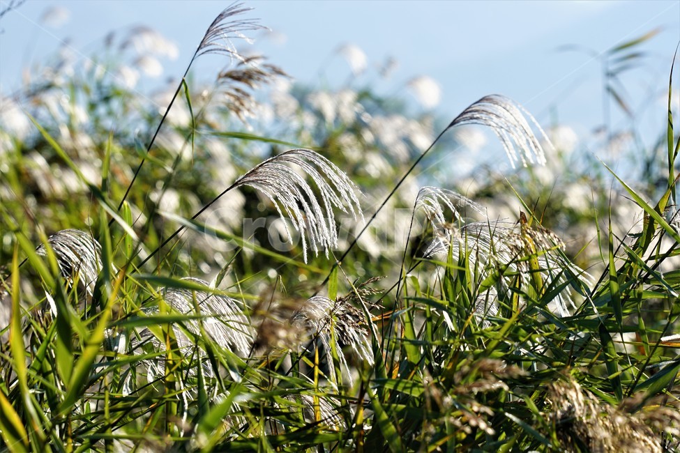 가을,억새,갈대,자연,식물,하늘,감성,nature,fall,autumn,sky,가을,계절,fall,autumn,season,plant,grass,잔디,lawn,reed