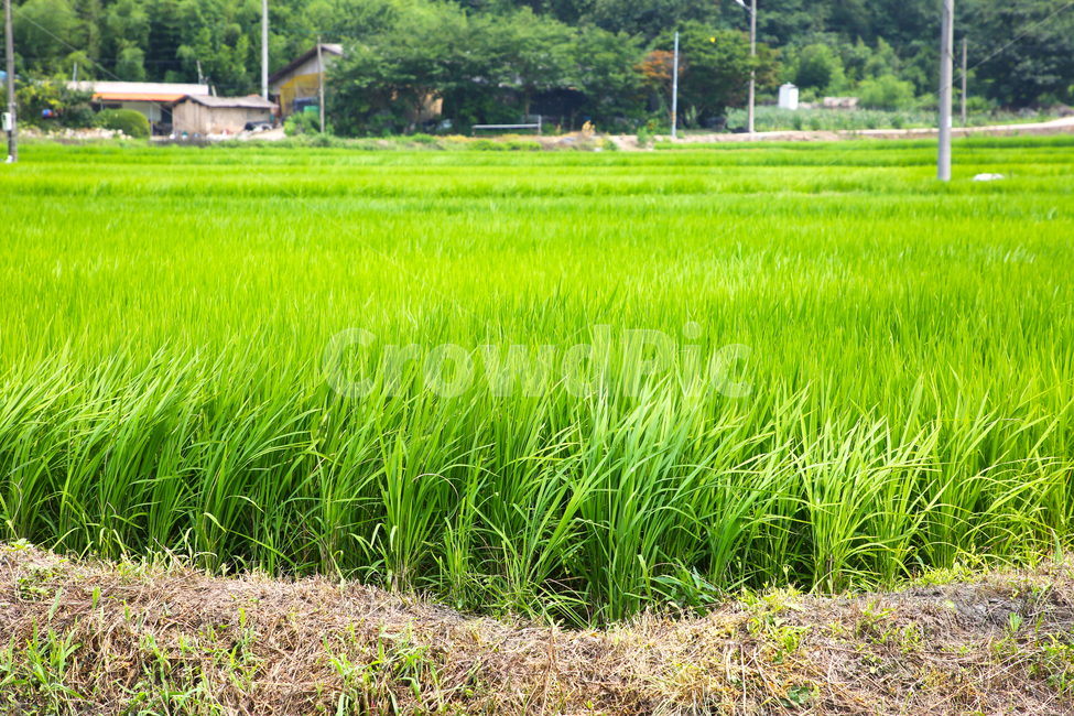 목초지,식물,grassland,outdoors,nature,plant,vegetation,field,시골,마을,풍경,landscape,country,rural,town