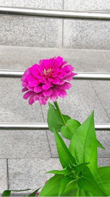 분홍백일홍,백일홍,여름꽃,백일초,들꽃