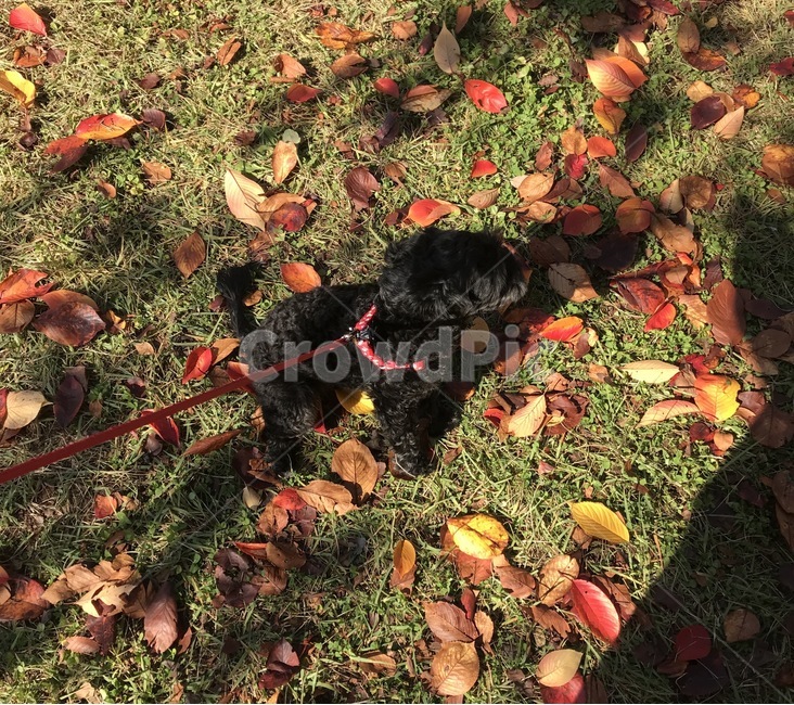 강아지,낙엽,산책,행복,힐링,가을,개,강아지,dog,doggy