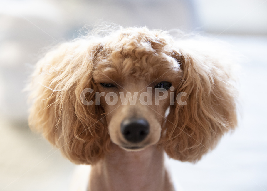 푸들,동물,개,poodle,pet,애완동물,dog,animal,동물,animal,포유류,mammal,개,강아지,dog,doggy