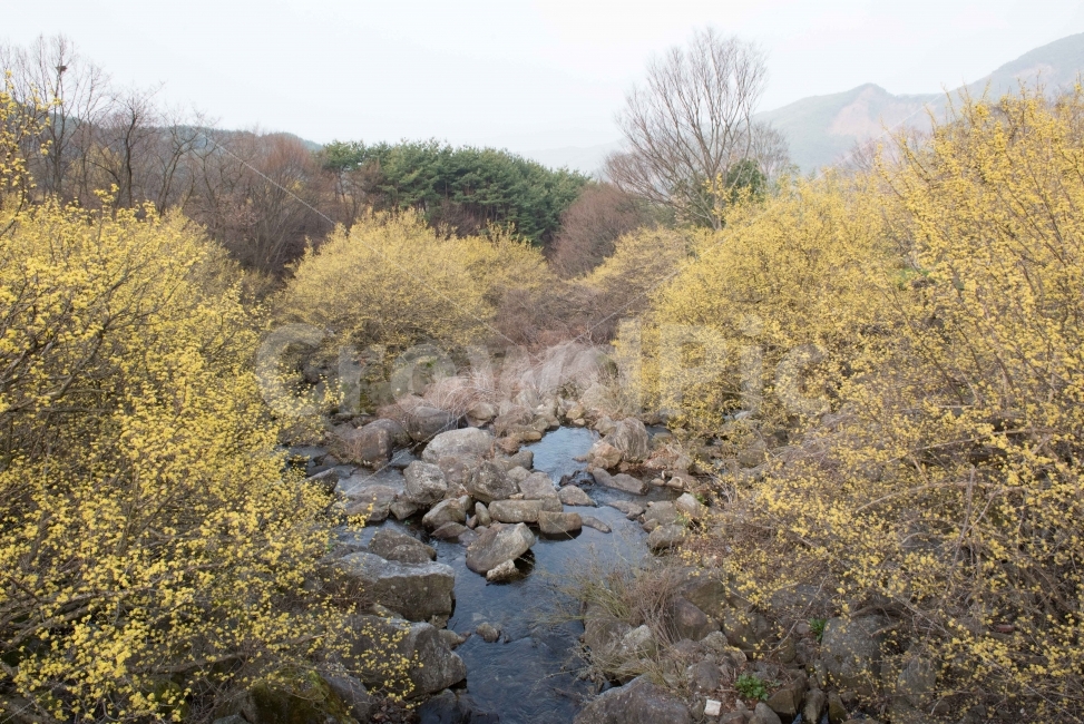 섬진강,섬진강기행,기행,남도,전라도,일상,시골,니콘,NIKON,D750,DSLR,사진,여행,정취,느낌,파스텔톤,파스텔,산수유,노랑,노란색,노란색꽃,노란꽃,산수유꽃,산수유축제,축제,산수유마을,구례,전남구례,전남,새싹,봄,자연,풍경,nature,landscape,봄,계절,spring,season,water,물,outdoors,옥외,creek,작은 만,stream,흐름