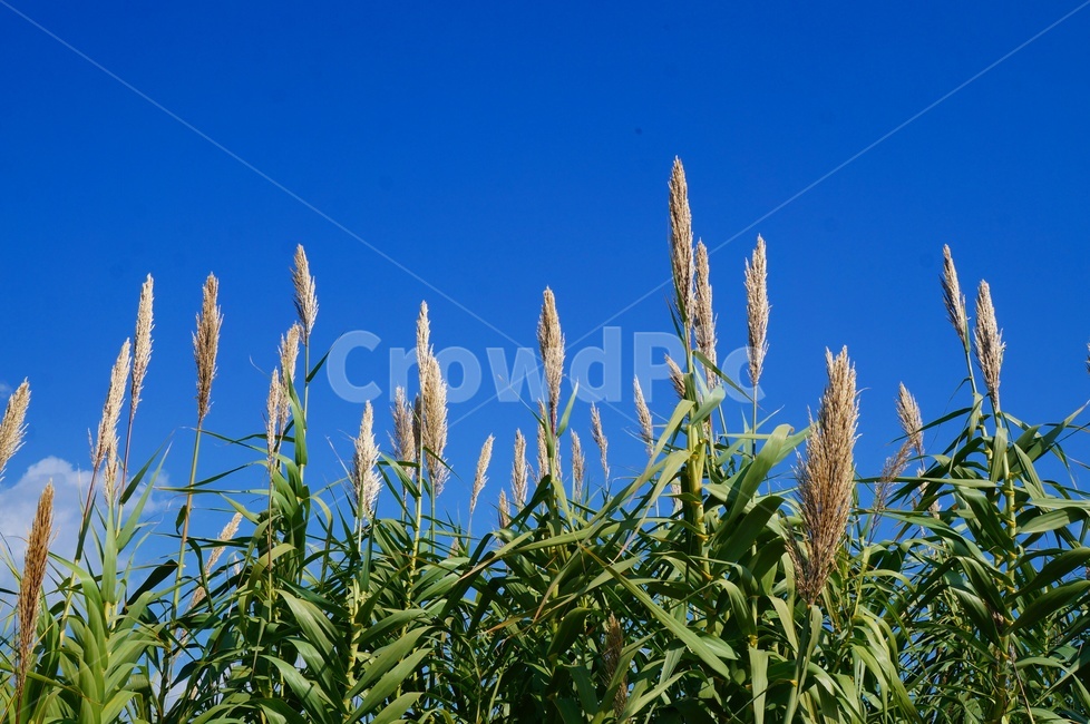 억새,갈대,가을,파란하늘,가을하늘,식물,청명,맑음,식물,자연,plants,nature