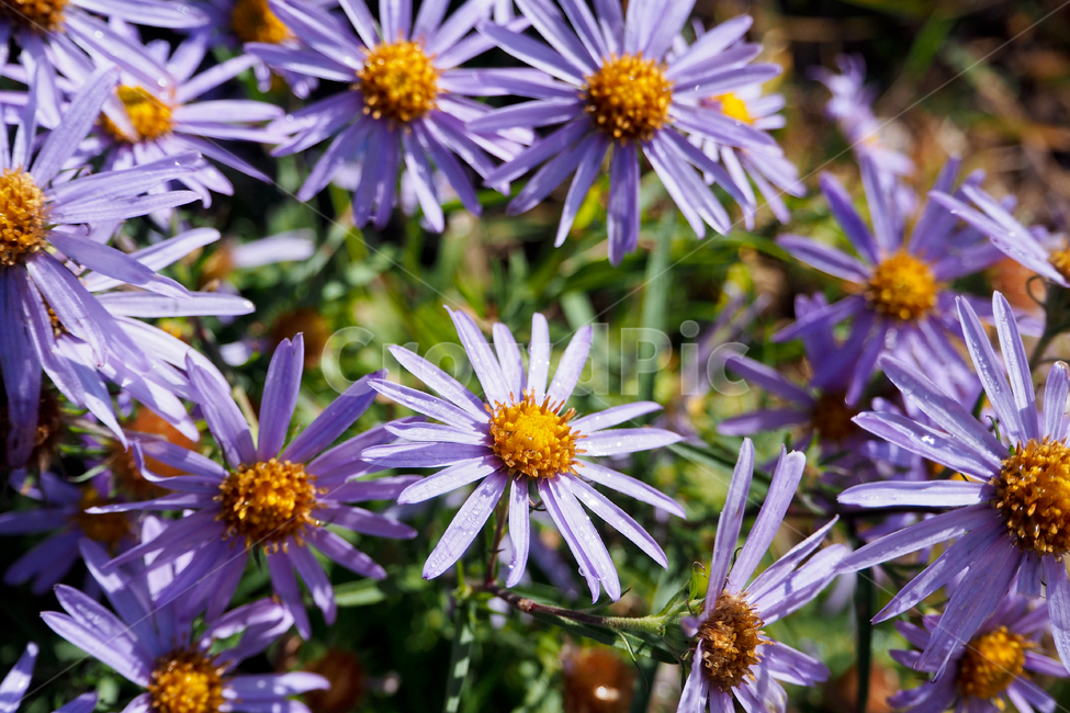 꽃,아침이슬,보라,자연,접사,flowers,morningdew,violet,nature,closeup,식물,자연,plants,nature,꽃,flower