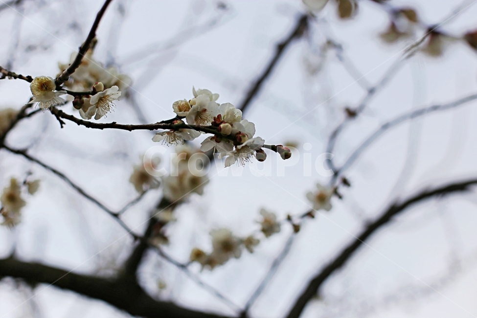 매화,매화꽃,하동,봄,매화축제,봄,계절,spring,season,식물,자연,plants,nature,꽃,flower,plant