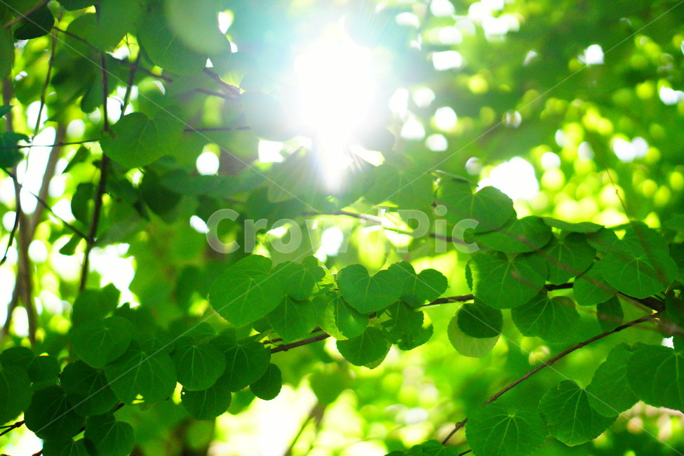 하트,나무잎,빛,사랑,배경,식물,자연,plants,nature,휴식,힐링,rest,relaxation,healing