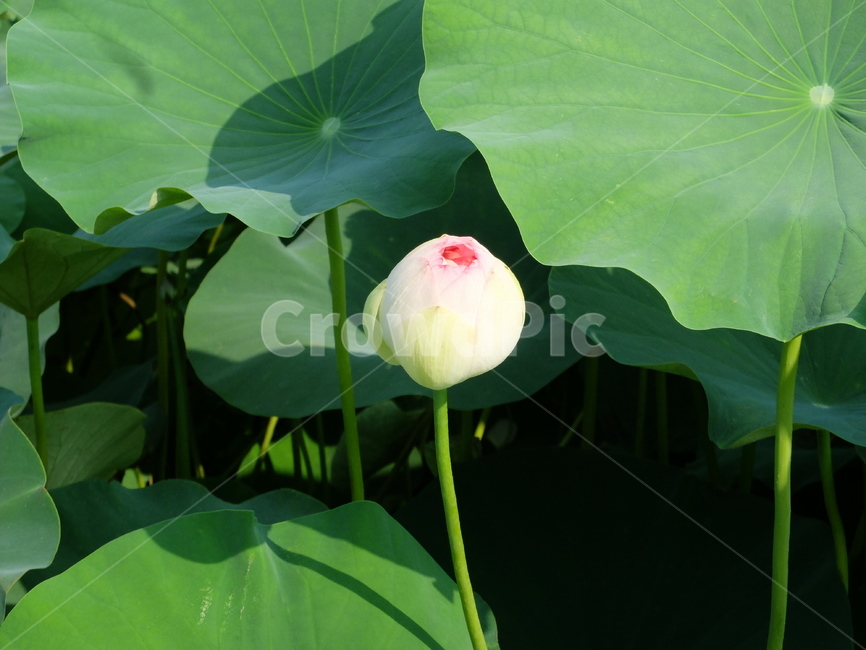 연꽅,회산백련지,아기연꽃,연,연못,식물,자연,plants,nature,꽃,flower