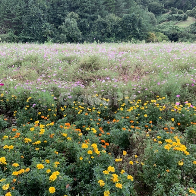 outdoors,grassland,목초지,옥외,식물,nature,자연,꽃,들판,식물,자연,plants,nature,꽃,flower