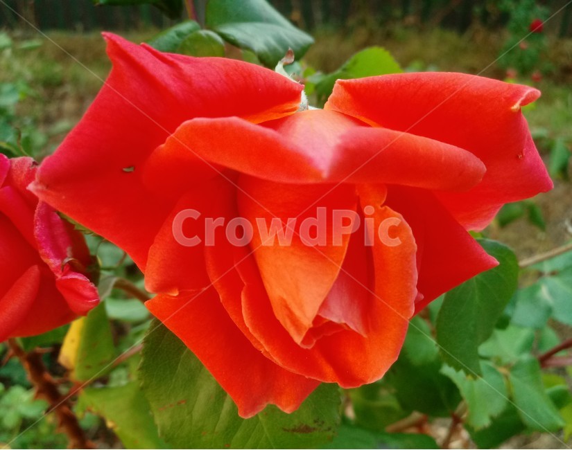 장미,장미꽃,플라워,식물,flower,로즈,꽃