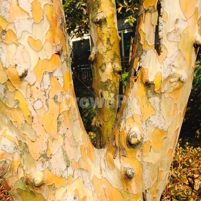tree,나무,식물,무늬,계절