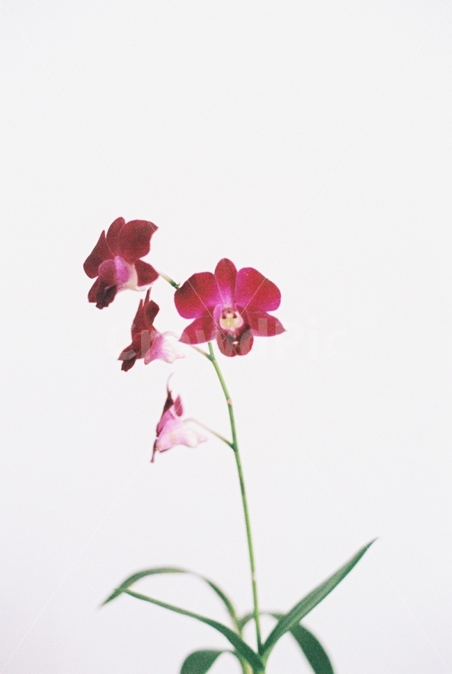 꽃,식물,화초,화분,난초,감성,flower,식물,자연,plants,nature,감성,sensible,feeling,꽃,flower