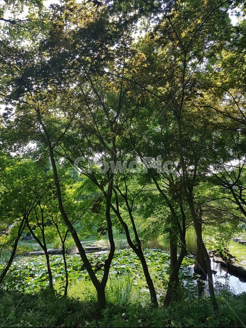 나무,늪,plant,식물,swamp,자연,풍경,nature,landscape