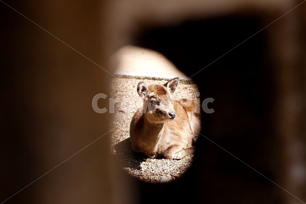 일본,나라,사슴,공원,구멍,엿보기,각도,동물,animal,포유류,mammal