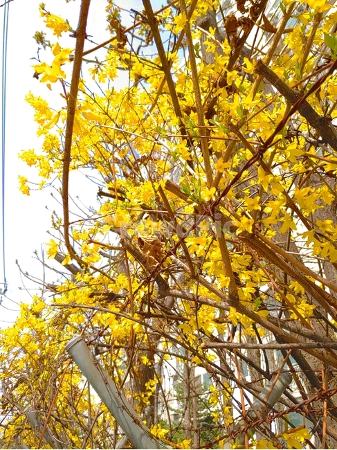 개나리,봄,노란,꽃,식물,plant,잎,leaf