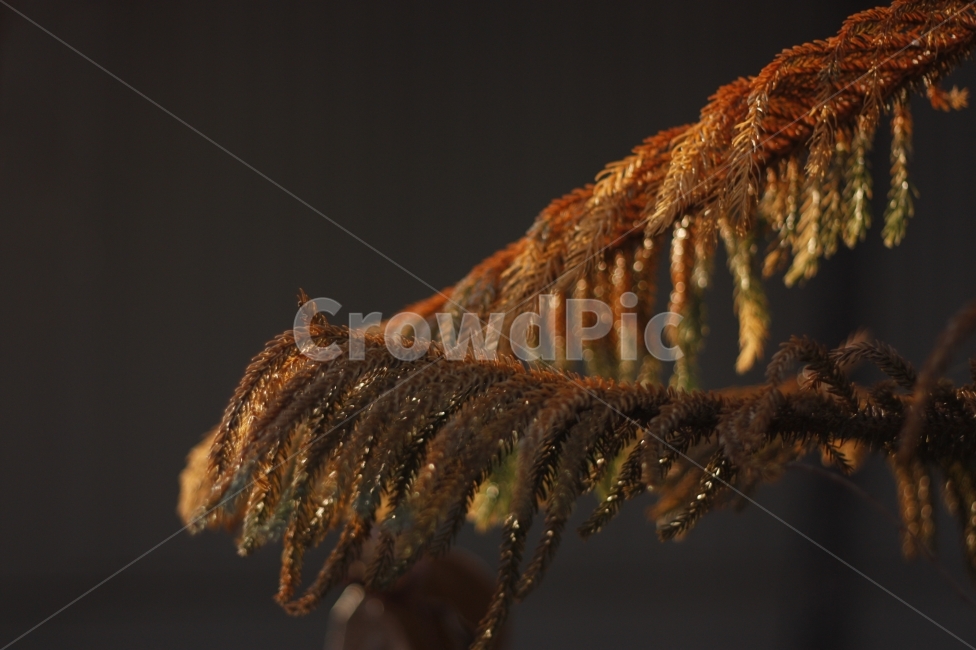 자연,식물,natural,클로즈업,closeup,근접촬영,야경,밤,풍경,nightscape,night,landscape,식물,자연,plants,nature,outdoors,옥외,ice,빙