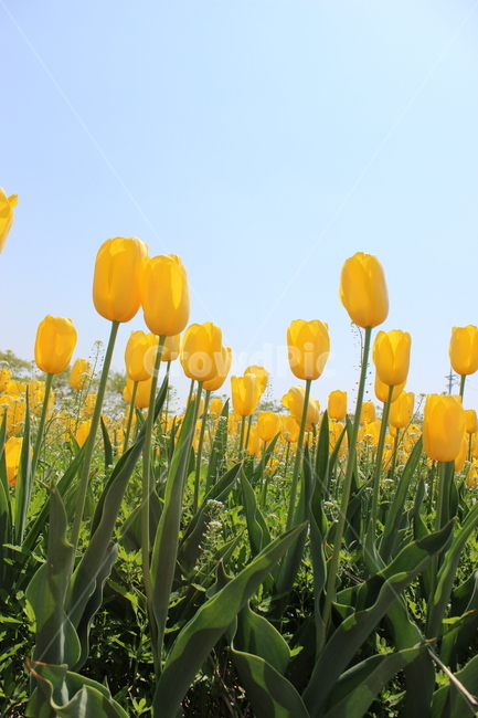 튤립,꽃,정물,화사,접사,봄,계절,spring,season,식물,자연,plants,nature,꽃,flower,plant,grass,잔디