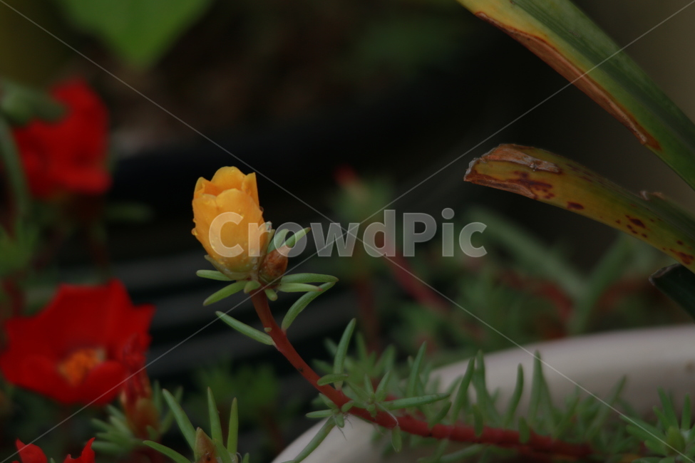 우중출사,장마,소강상태,여름,여름꽃,비방울,식물,자연,plants,nature,꽃,flower