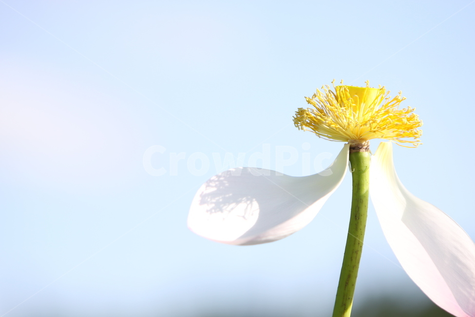 하동,진교,백련지,연꽃,꽃잎,꽃,자연,식물,자연,plants,nature,꽃,flower
