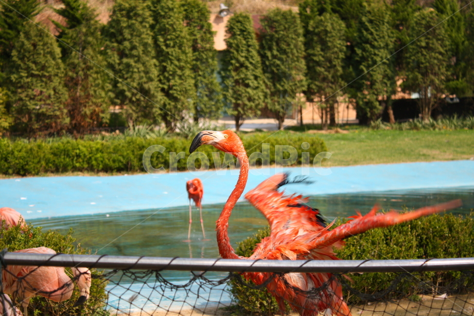 홍학,플라밍고,flamingo,새,bird,동물,animal,조류,새,birds