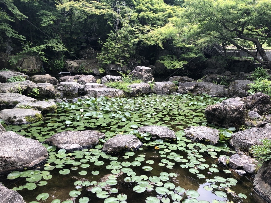 연못,공원,경치,자연,nature