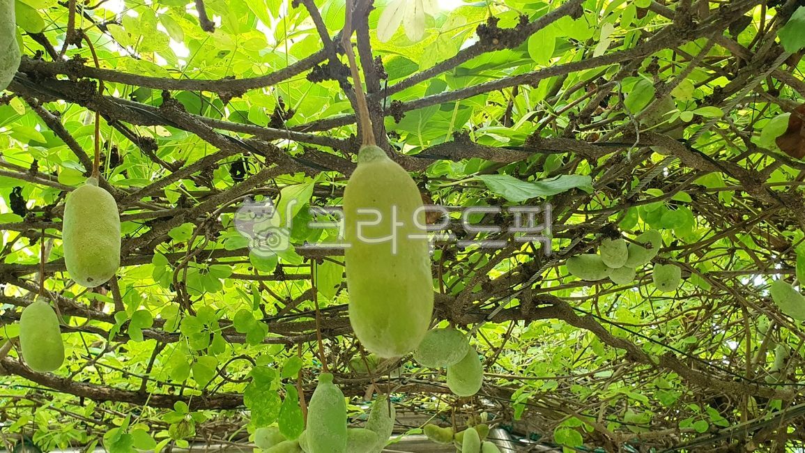 으름, 으름나무, 한국토종식물, 덩쿨식물, 으름나무열매, 사진,이미지,일러스트,캘리그라피 - 앨리작가