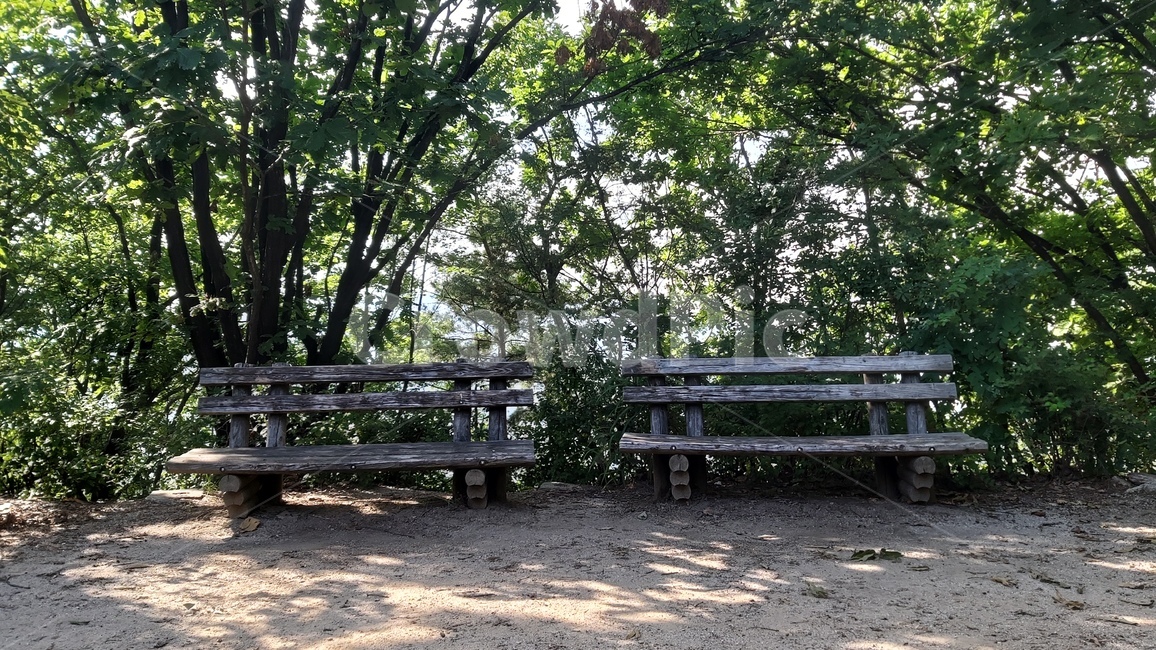 벤치,휴식,나무,여름,숲속,자연,benches,rest,trees,summer,forest,nature