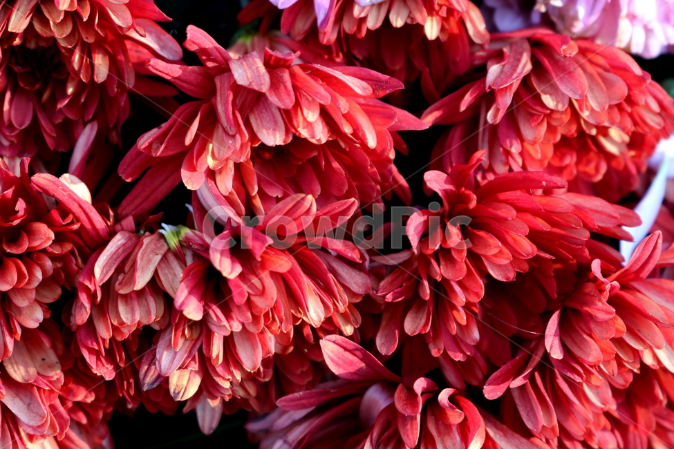 국화,꽃,국화꽃,식물,자연,가을,빨간색꽃,붉은색국화,식물,자연,plants,nature,꽃,flower