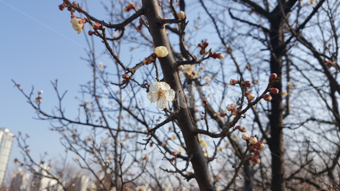 나뭇가지,벚꽃,겨울,봉오리,사계절,꽃,아름다움,신비로움,한국,공원,식물,귀여움,branch,cherryblossom,winter,bud,fourseasons,flower,beauty,mystery,korea,park,봄,계절,spring,season,식물,자연,plants,nature,꽃,flower,plant