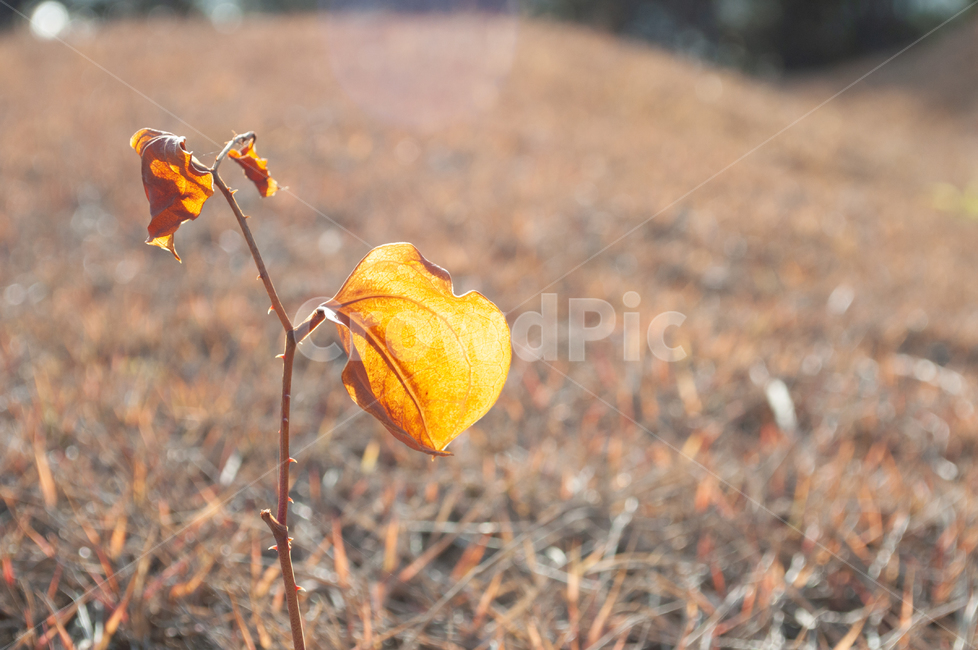 잎새,겨울잎새,산소,풀,잡초,생명력,가시,갈색잎,나뭇잎,잎,겨울,가을,계절,fall,autumn,season,식물,자연,plants,nature,plant,leaf,ground,바닥