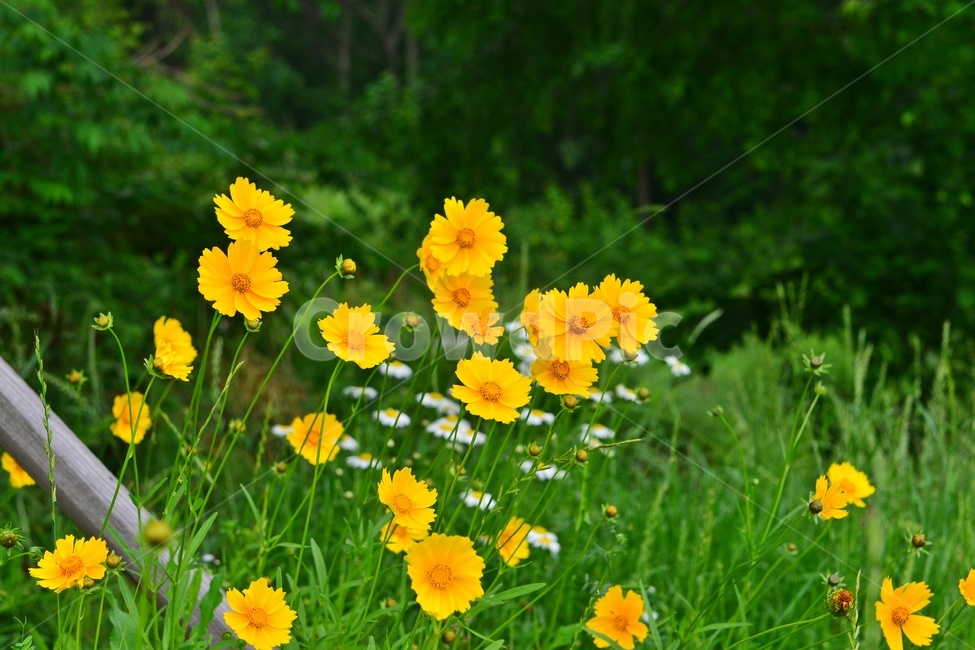 광주,서구,공원,풍암저수지,풍암공원,nature,자연,outdoors,금계국,샤스타데이지,옥외,plant,식물,관상용,field,들,blossom,flower,꽃,daisy,daisies,데이지