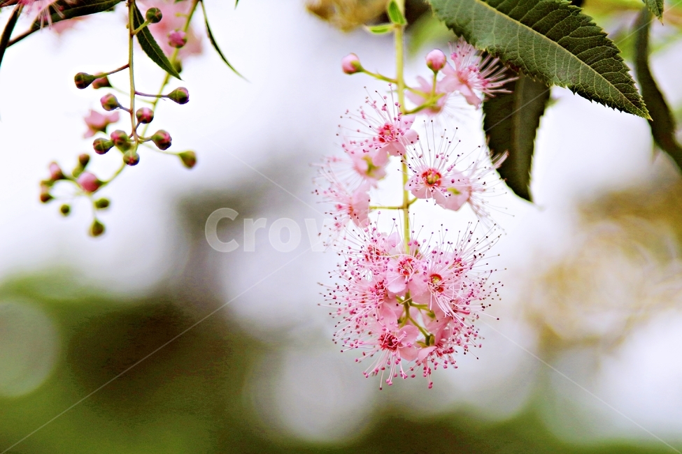 꽃,여름꽃,꼬리조팝나무,spiraeasalicifolia,낙엽관목,나무,야생화,푸르름,여름,8월,flower,tree,식물,쌍떡잎식물,식물,자연,plants,nature,꽃,flower