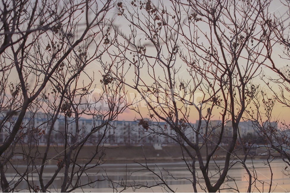 해질녘,강가,나무,나무줄기,나무문,문,문양,겨울,겨울하늘,겨울,계절,winter,season,식물,자연,plants,nature,나무,trees,wood