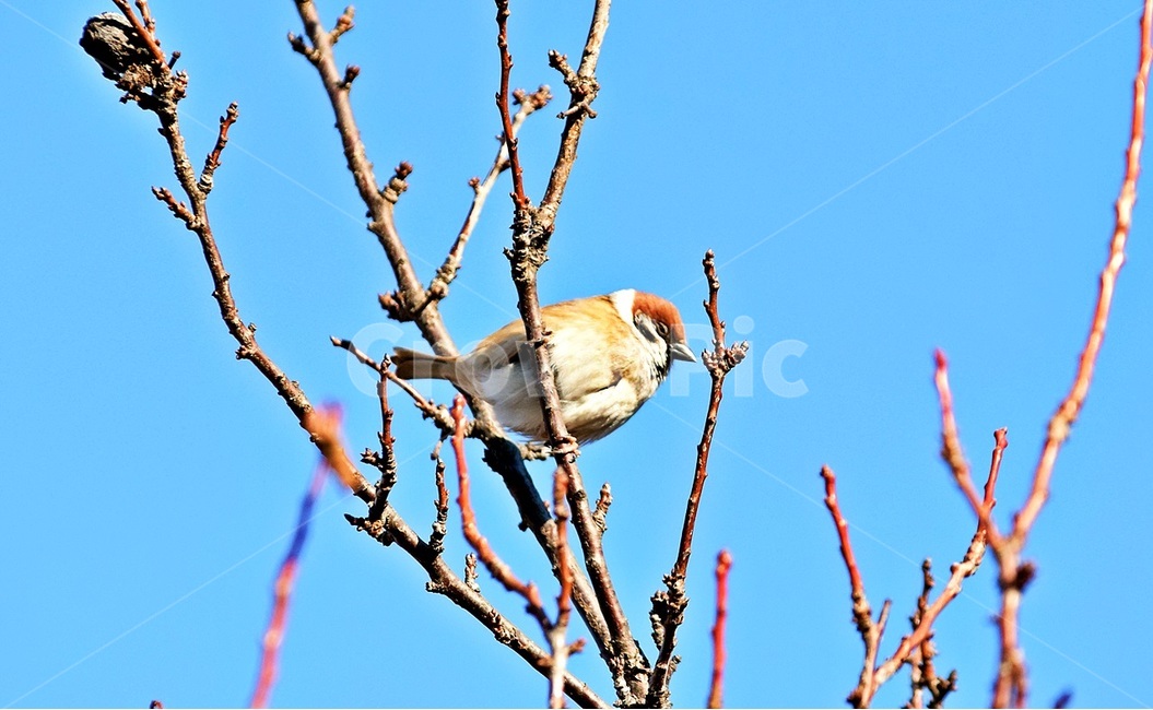 animal,동물,bird,새,참새,동물,animal,조류,새,birds