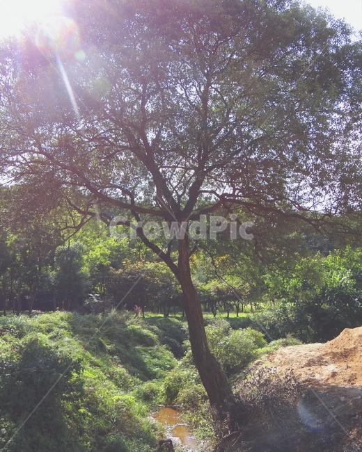 나무,자연,산,햇빛,숲,식물,풍경,감성,햇살,초록,tree,nature,mountain,light,sunlight,forest,emotion,green,식물,자연,plants,nature,나무,trees,wood