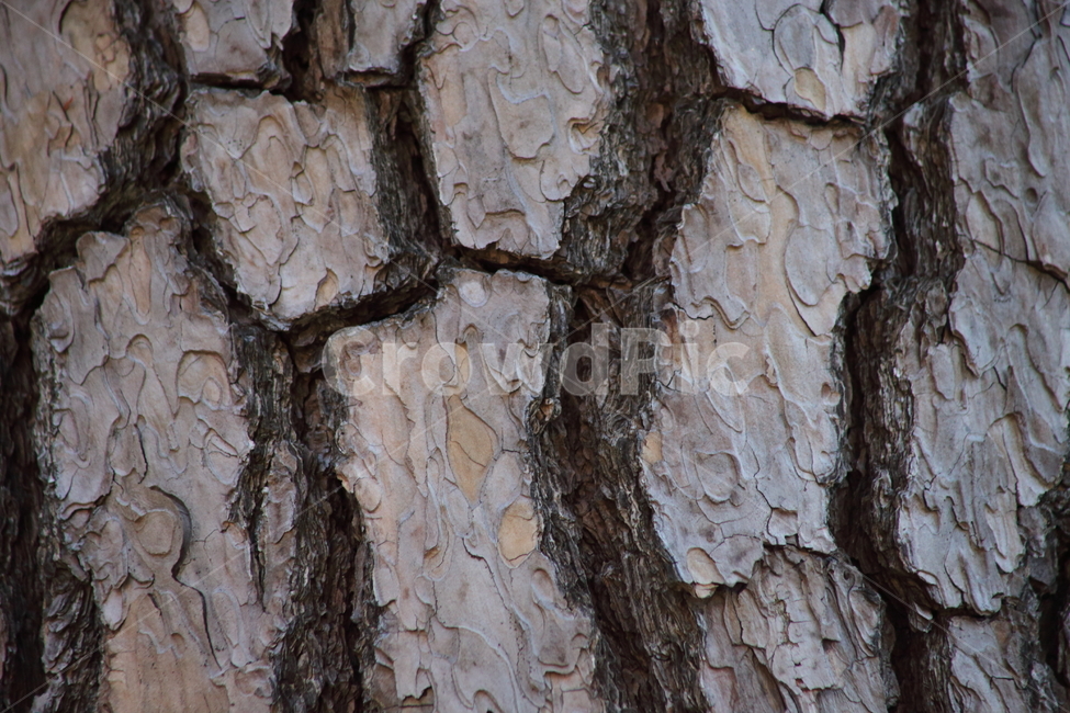 식물,나무,소나무,bark,pine,나무껍질,수피