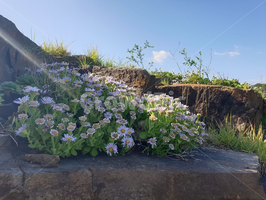 바위,꽃,식물,빛,돌,가을꽃,outdoors,geranium,flower