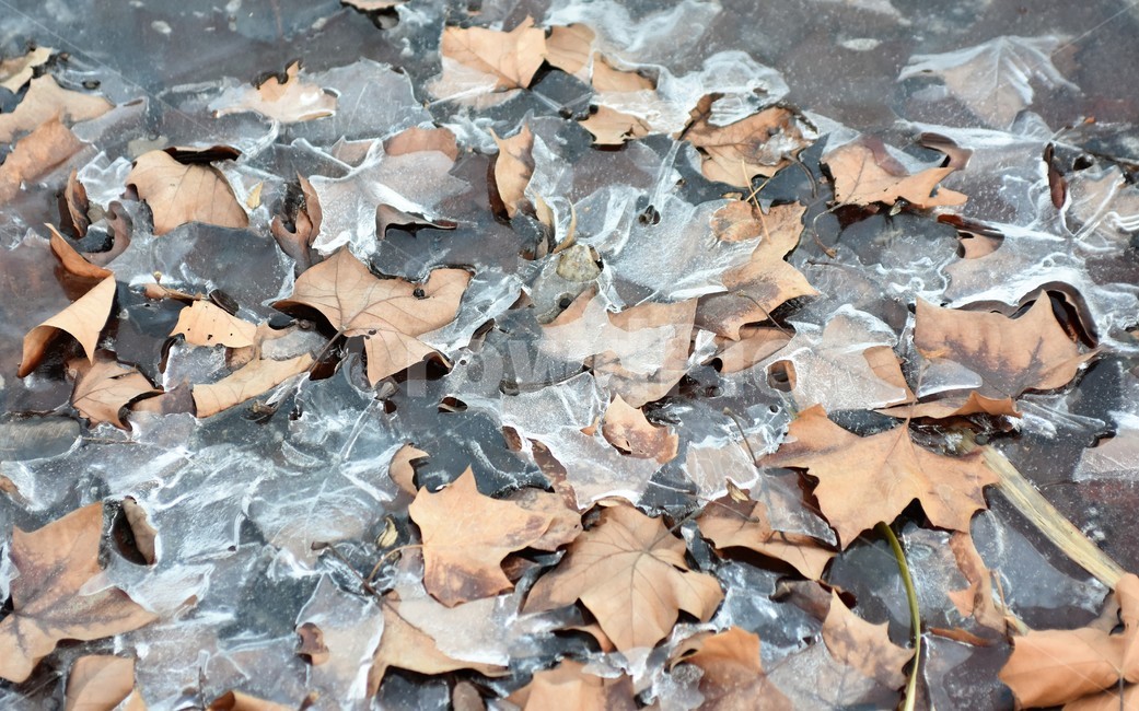 낙옆,겨울,얼음,연못,겨울연못,겨울,계절,winter,season