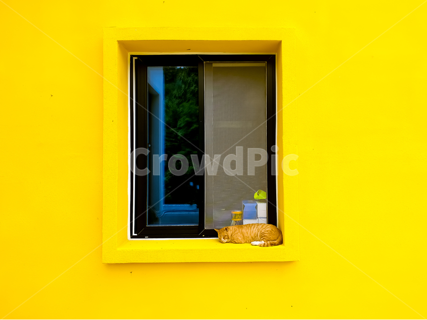 노랑,yellow,고양이,cat,떼껄룩,창문,window