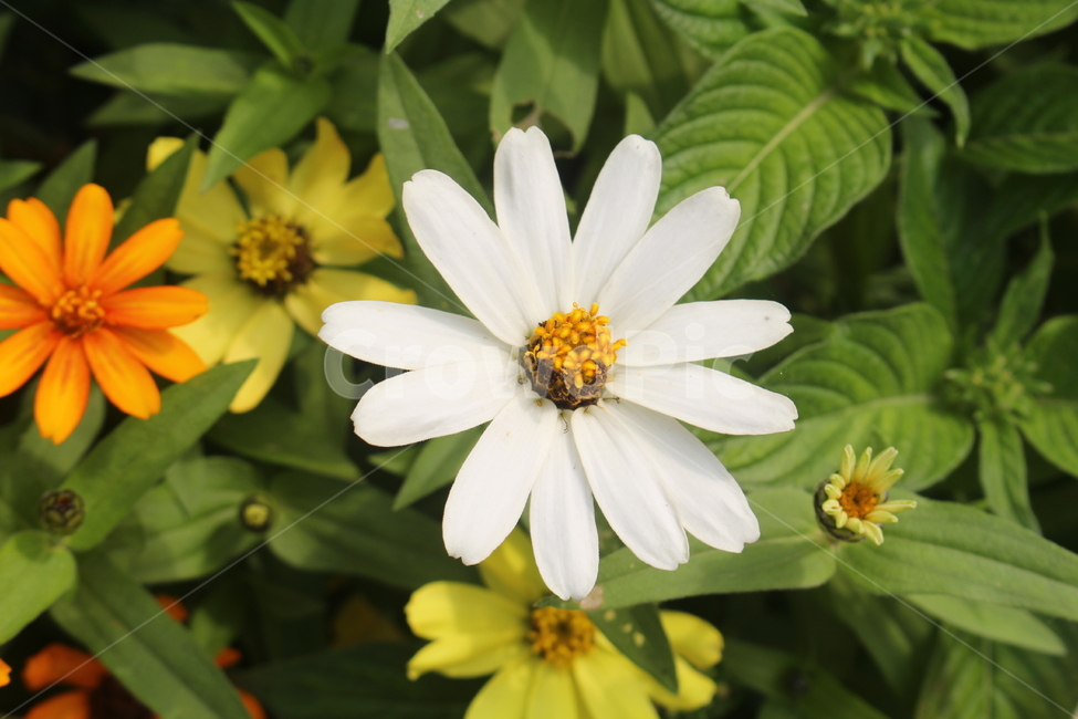 plant,식물,pollen,화분,꽃,감성사진,하얀꽃,식물,자연,plants,nature,꽃,flower
