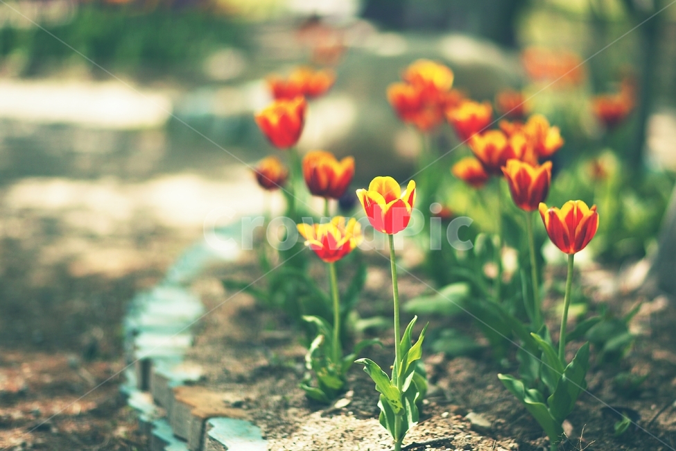 튜울립,tulip,정물사진,식물,color,식물,자연,plants,nature,꽃,flower