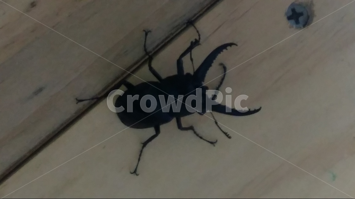 사슴벌레,책상,집게,곤충,야생,동물,animal,곤충,벌레,insect,bug