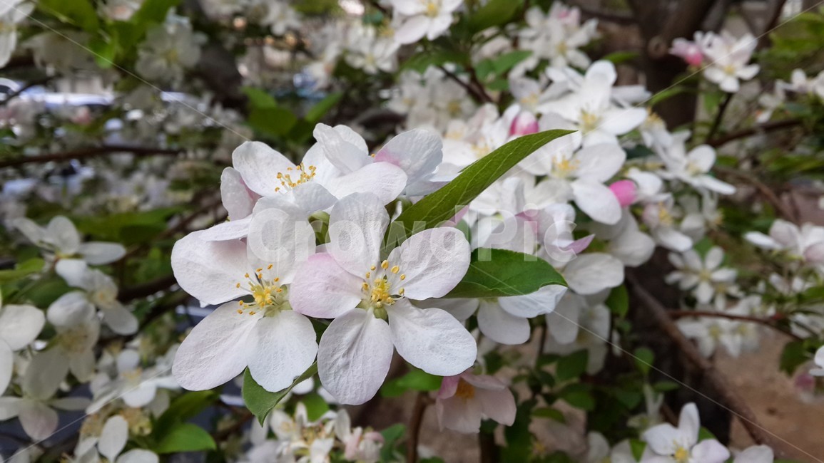 꽃사과,연분홍꽃,꽃,봄,화사함,식물,자연,plants,nature,꽃,flower