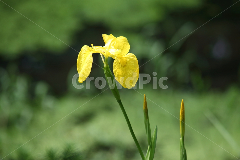 노랑꽃창포,창포,봄,붓꽃,yellowflagiris
