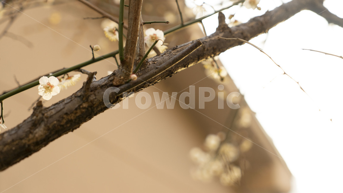 plant,식물,꽃,blossom,꽃봉오리,bud,spring,flower,봄,식물,자연,plants,nature,꽃,flower